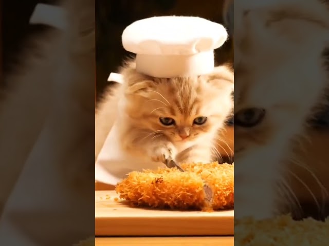 【ASMR】子猫シェフのトンカツカット　#asmr