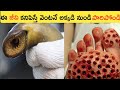 ఈ జీవి కనిపిస్తే వెంటనే పారిపోండి||Top11 Interesting Unknown Facts||Telugu Facts