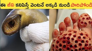 ఈ జీవి కనిపిస్తే వెంటనే పారిపోండి||Top11 Interesting Unknown Facts||Telugu Facts screenshot 5