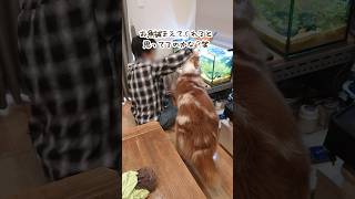 お魚観察が日課になってる犬が可愛すぎました😂🐟️【オーストラリアンシェパード】#shorts