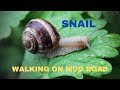 Amazing Snail Farm Technology 🐌 - Snail Harvest and Processing - Products of Snail : Snail caviar