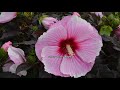 Cottage Farms 3-Pc Tropical Paradise Hardy Hibiscus Collection on QVC Cottage Farms 3-Pc Tropical Paradise Hardy Hibiscus Collection on QVC
