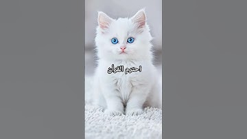 ❤🤍🤍❤#قرآن  #تلاوة_قرآن #القرآن_الكريم #qurankareem #quranforthesoul #خشوع #تلاوة_مؤثرة #تلاوة_خاشعة