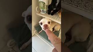 Funny Kuchi Kuchi Ku