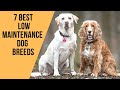 7 Best Low Maintenance Dog Breeds