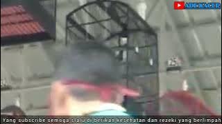 kacer kapten burung giras ful salto non jemur