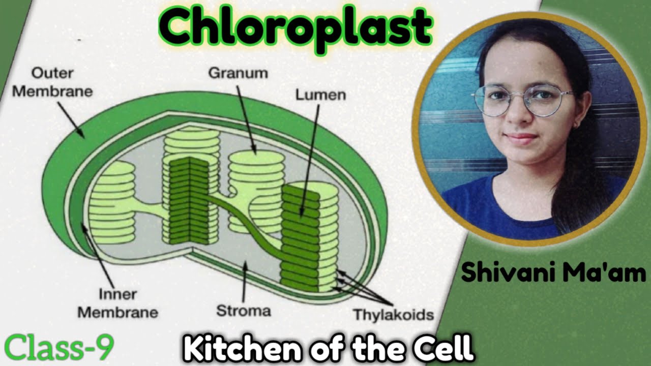 Chloroplast Kitchen of the Cell Chromoplast Lucoplast Plastid