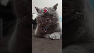 привлекательная царица познакомится
