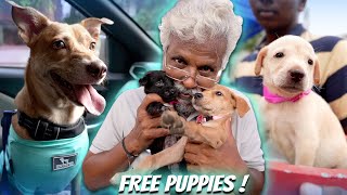 Dad's day with Beautiful Pets ❤ | Puppies Adoption at Happy Streets