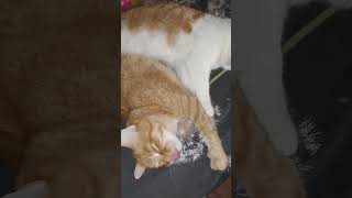 Рыжие котики устали,спят🤗🤣#котырулят#котыприколы #видеопроживотных#питомцы#котики#любимцы#shorts#