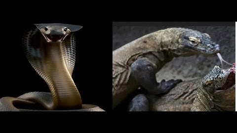 king cobra vs. Komodo dragon : The ultimate battle of the apex predators