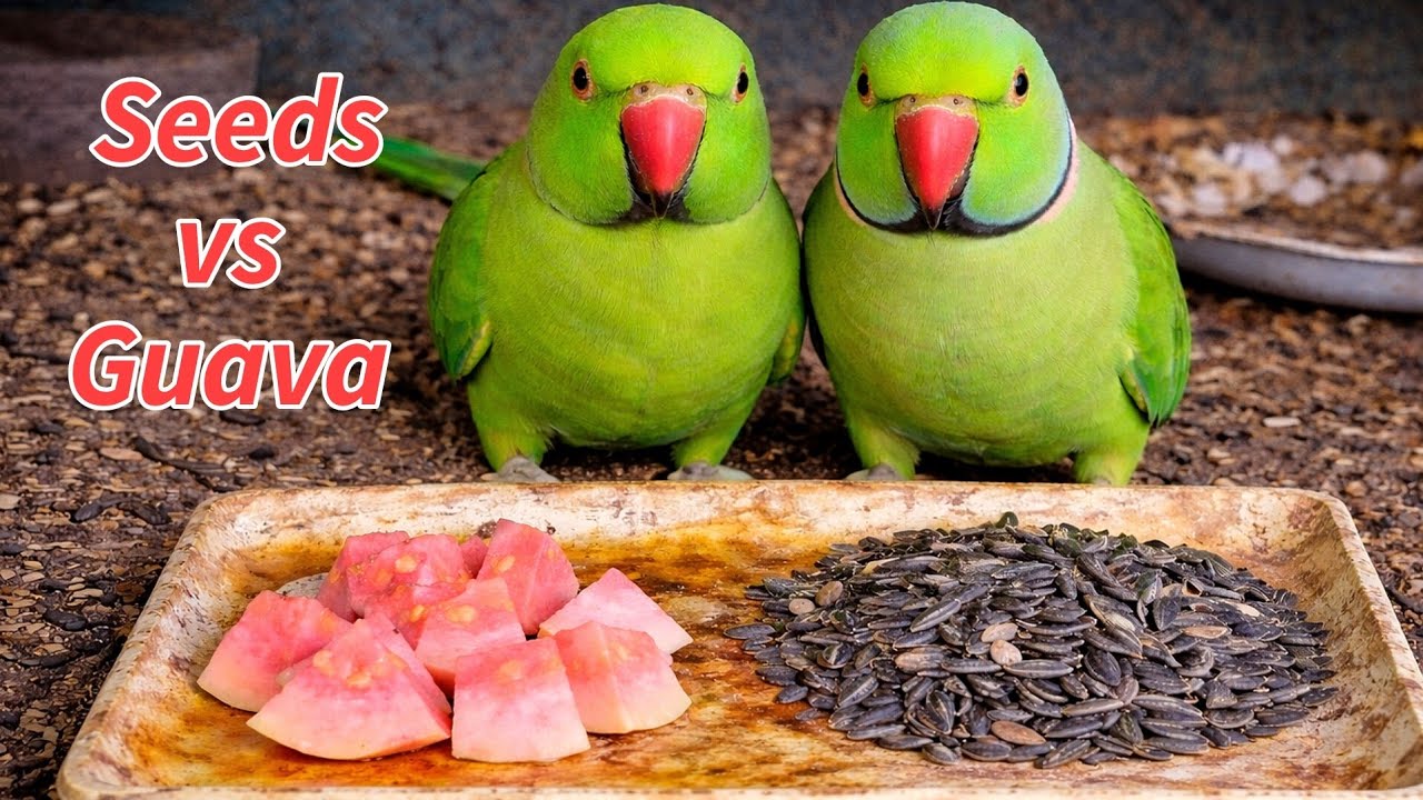 Eating competition Seeds vs Guava | Hungry parrots confused 