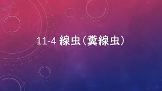 11-4 線虫（糞線虫）