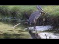 Great Blue Heron vs Huge Frog Part 1