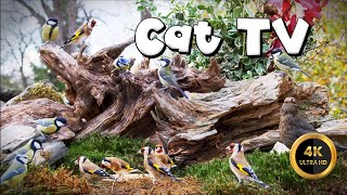 Cat TV for Cats to Watch 🐈 - COLORFUL BIRDIES 🐦‍⬛ (4K) by Birdies Buddies 2,508 views 4 weeks ago 9 hours, 59 minutes