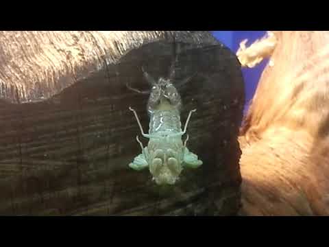 Cicada orni
