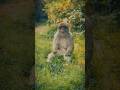 Adventures with a 5 year old | Part 2 | The Monkey Forest #monkey #forest #fyp #shorts #love #dayout