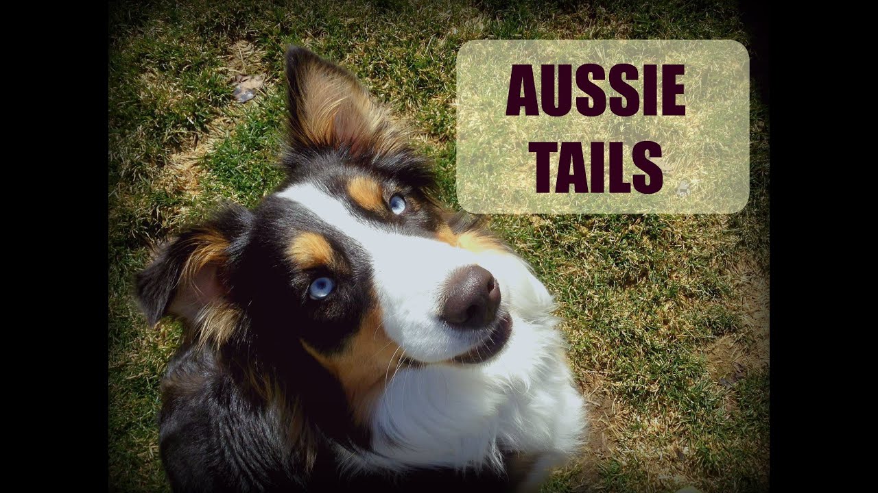 aussie with undocked tail