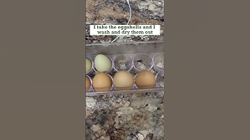 Eggshell Powder for Tomatoes -The Ultimate Nutrient Boost for Your Plants #shorts #eggshell #tomato