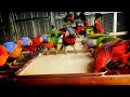 Lorikeets have fun at Shuka Vana