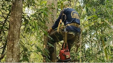 thợ cưa miền núi hạ cây tràm bông vàng trên núi tập #thocua