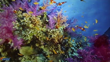 OM interactive Mobii Magic Surface Interactive Table/Floor System - omiVista in Care