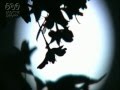 「月見草」 ウーフーブー+本沢さん