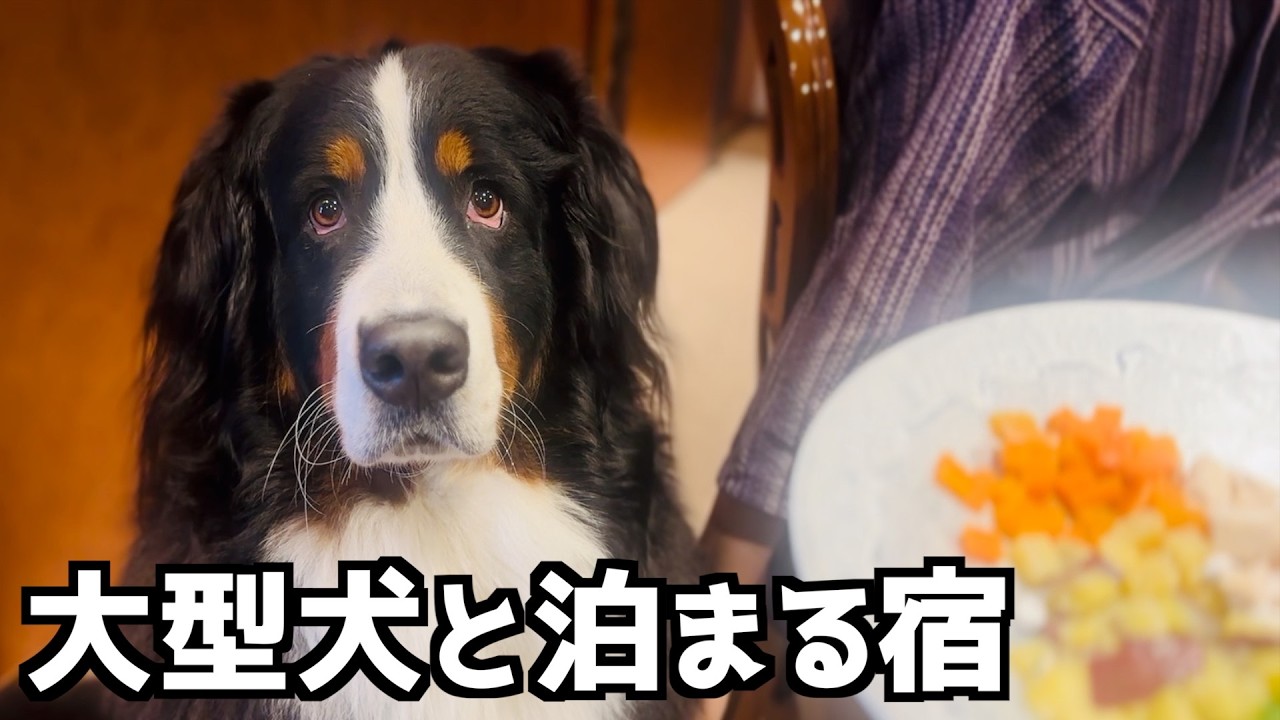 同伴エステにドッグラン‼️バーニーズと過ごす人生ベスト宿『悠久の宿 別邸 蜉蝣の月』