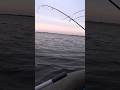 Жор Щуки!#2024 #shortvideo #shorts #short #рекомендации #рыбалка #reels #казахстан #2023  #youtube
