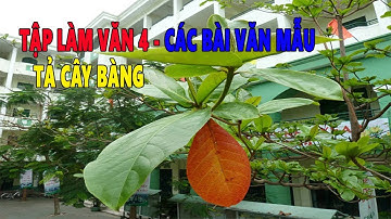 Tập làm văn lớp 4: Tả cây bàng trên sân trường em | Những bài văn mẫu lớp 4