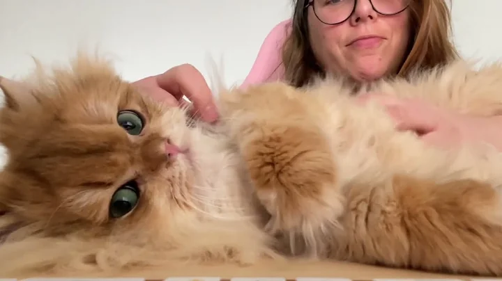 Video 781531: british shorthair longhair, golden british longhair, british longhair silver, british longhair black