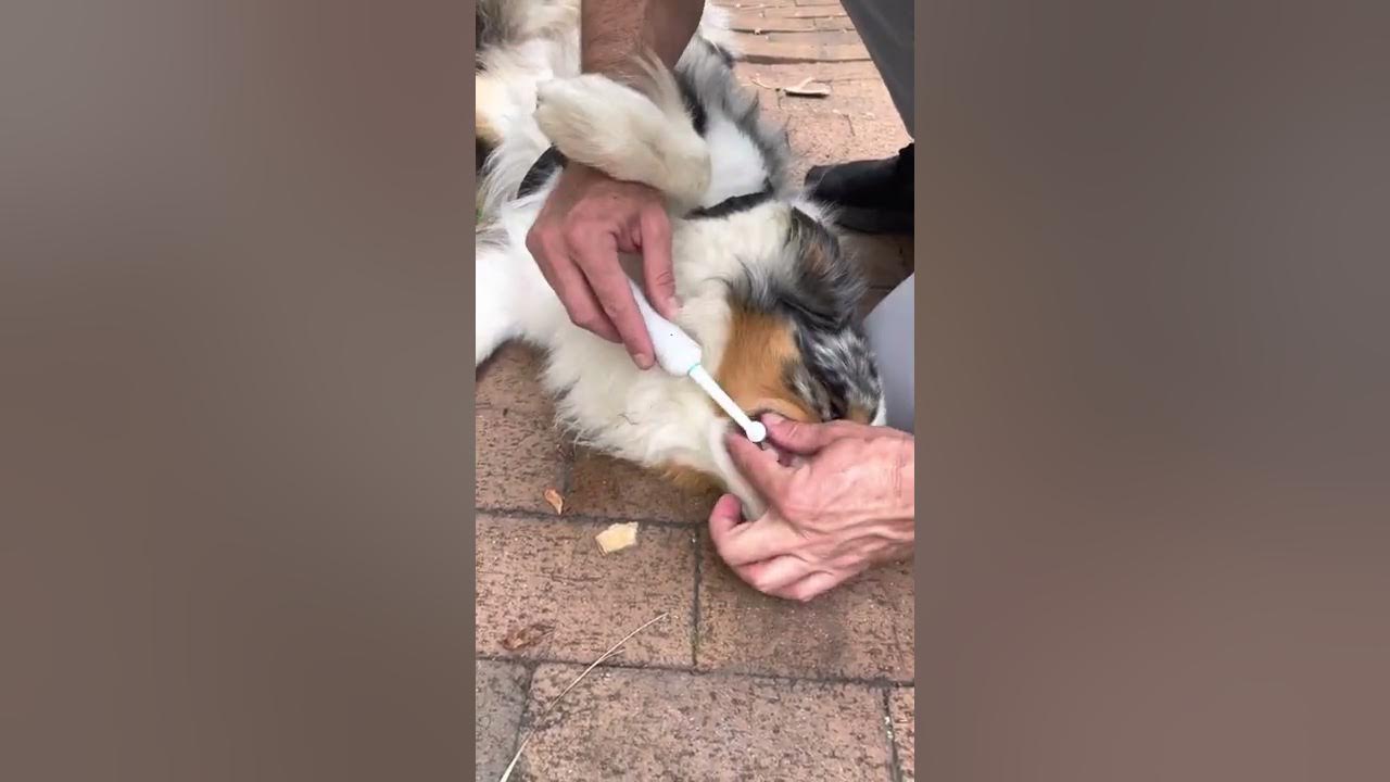How to brush a border collie teeth YouTube