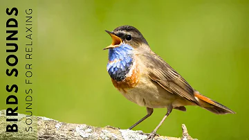 Relaxing Bird Singing - Bird Sounds Heals Stress & Stop Anxiety, Soothing Body, Heart