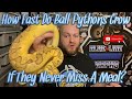 How Fast Do Ball Pythons Grow If They Never Miss A Meal? || Good Eaters VS Bad Eaters Part 1