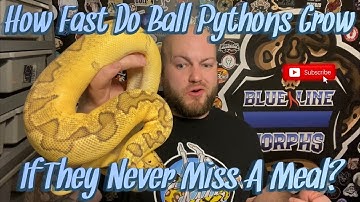 How Fast Do Ball Pythons Grow If They Never Miss A Meal? || Good Eaters VS Bad Eaters Part 1