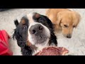 飼い主を亡くした老犬バーニーズにオヤツをあげます