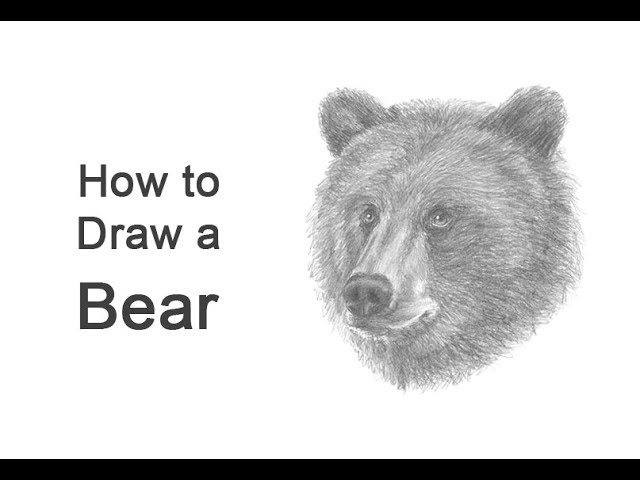 How To Draw A Bear Head Detail Youtube