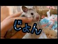 【お迎え】新入りは「宇宙人」似？初日から抱っこOKな大物シルバーバンデット爆誕。New hamster John! A bold boy with a unique charm.