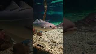 🪸🐠🫧 #norway #oceanarium #skates #codfish #tromso #seaanimals