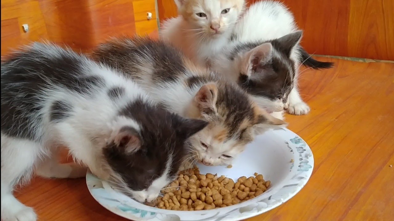 Mother Cat Watching Get Kittens Eat She Can Wean Them And Can Relax