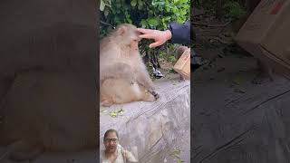 aapko video kaisa laga #monkey #adorably #funny #adoreble #animals #cute #stai #unusual #cool
