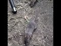 Маленькие крысы на прогулке