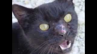 Nightcloud and Leafpool-Bring me To Life
