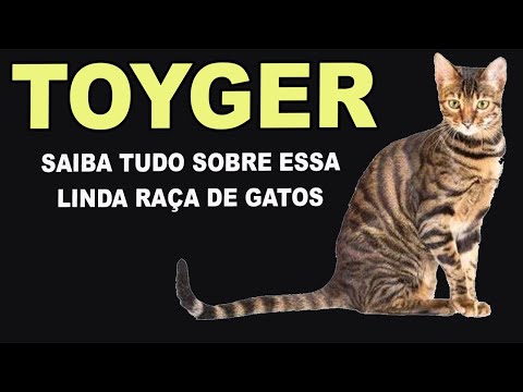 GATOS TOYGER/TUDO SOBRE A RAÇA DE GATOS TOYGER/ORIGEM E SAÚDE DO GATO TOYGER/ONDE ADOTAR UM G TOYGER