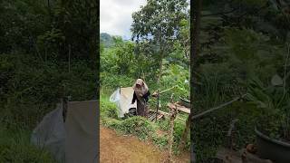 gadis desa hidup di kampung #whitenoise #nature #forestwhispers #calmingsounds