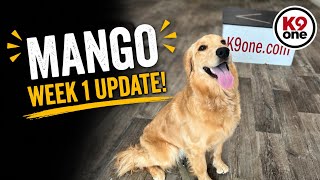 Golden Retriever Puppy Training Mango s Week 1 Progress at K9one