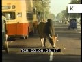 1970 india road traffic cow 1970s colour 35mm archive footage