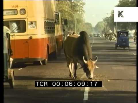 1970 India, Road, Traffic, Cow, 1970s Colour 35mm Archive Footage