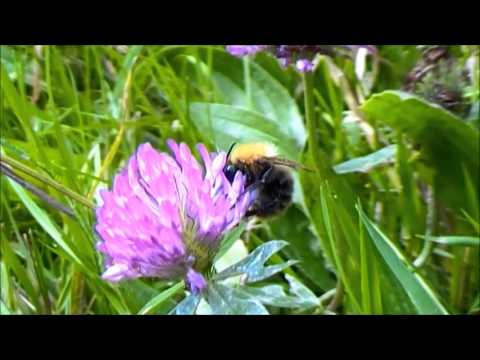 hommel (bombus)