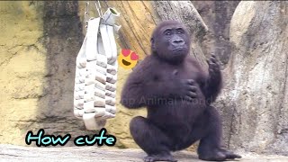 Ringo is growing up😆Naughty and cute🤣💦|D&#39;jeeco Family|Gorilla|Taipei zoo